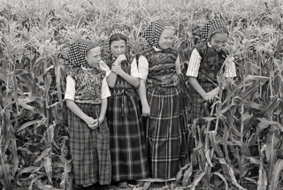 In the corn